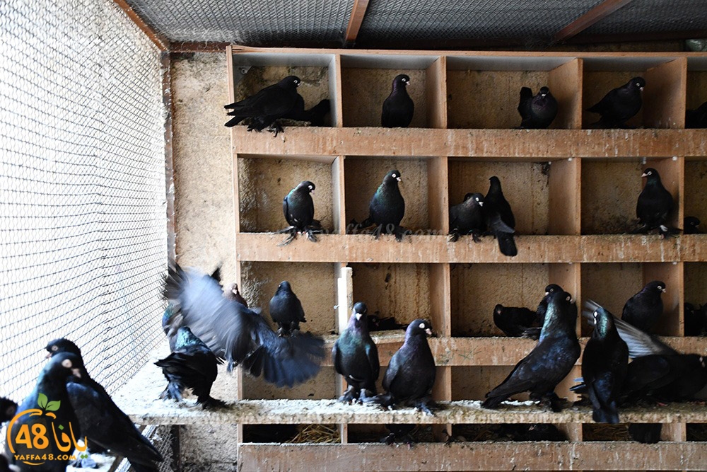 zohdi 3ashoor (105).jpeg